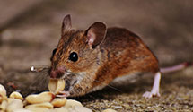 24 Hour & Emergency Exterminators in Igerna, NY